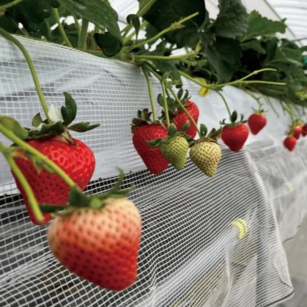 🍓📦 忙しい日々の中で、新鮮な食料品をお届けすることで、皆様...