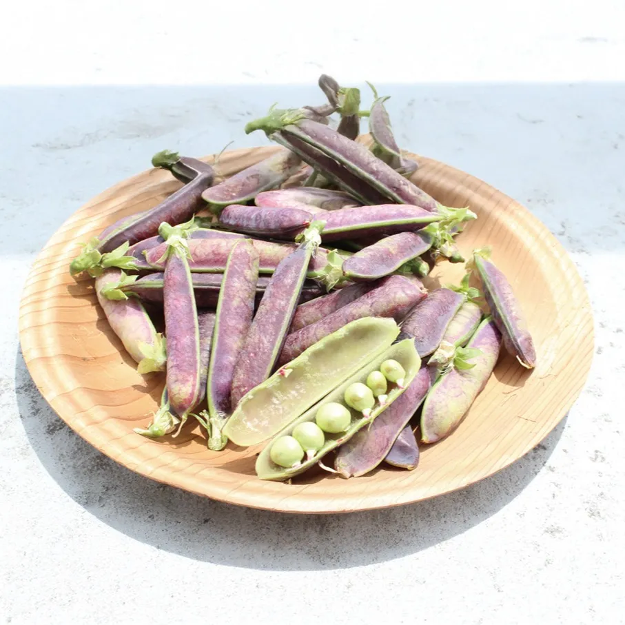 ツタンカーメン(えんどう豆)