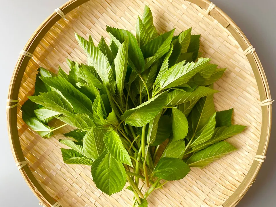 栄養たっぷり！夏の元気野菜「モロヘイヤ」