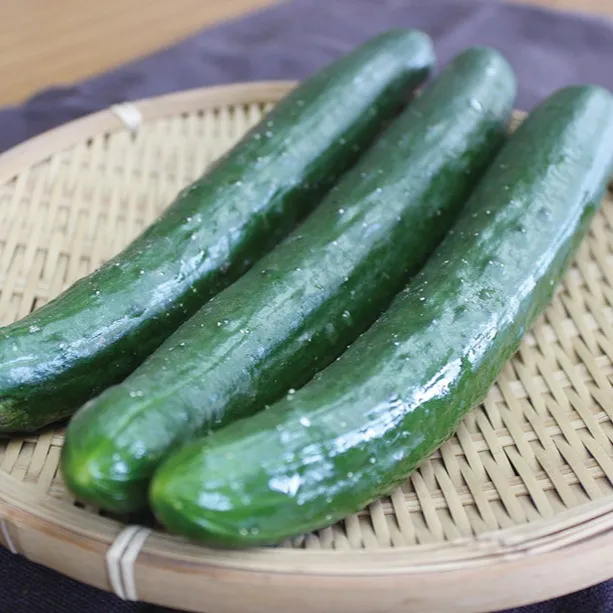 みずみずしい夏の味覚「きゅうり」