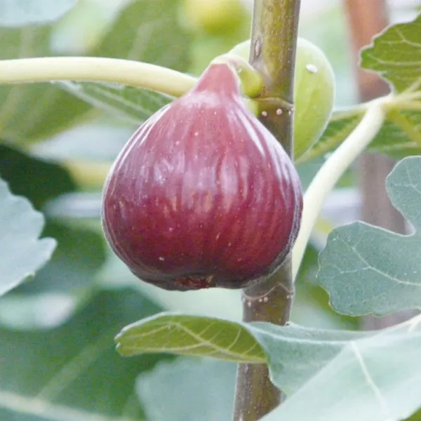 甘くとろける自然の恵み、いちじくは、プチプチとした独特の食感...