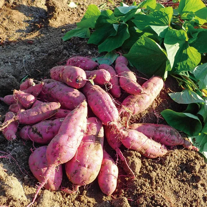 秋の恵み、ほっくり甘い「さつまいも」