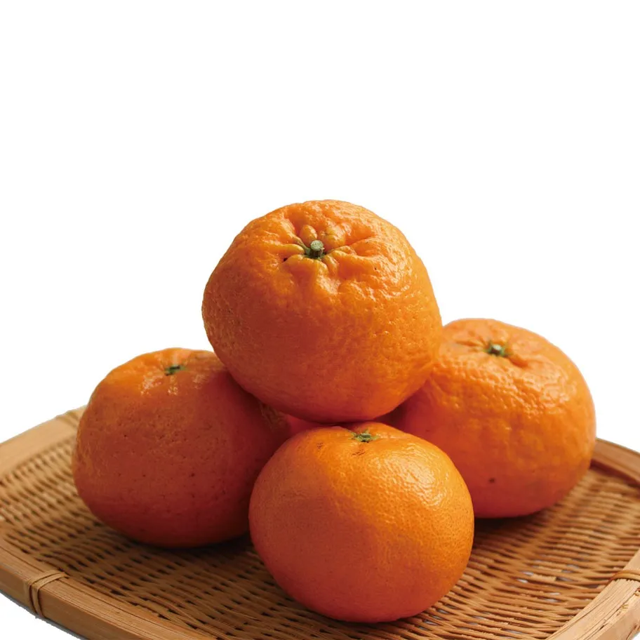 柑橘の新星「西南のひかり」──やさしい甘さと爽やかさが魅力の...