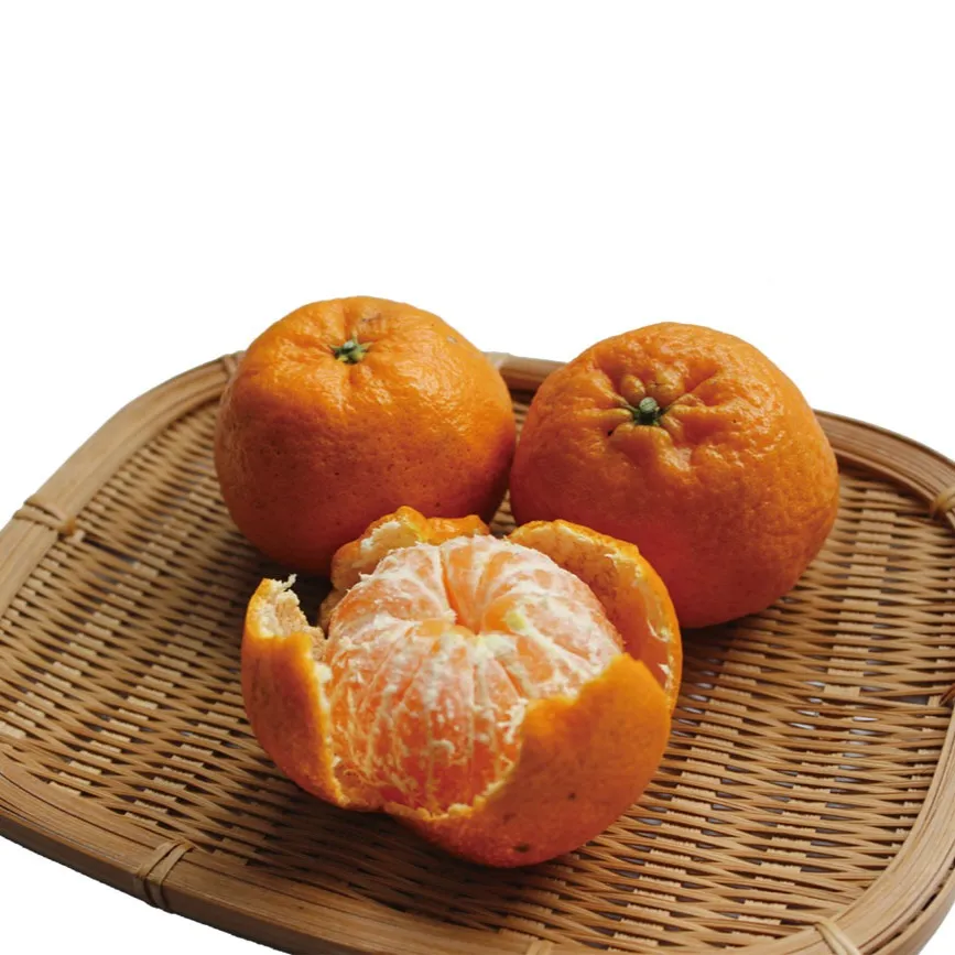 柑橘の新星「西南のひかり」──やさしい甘さと爽やかさが魅力の...