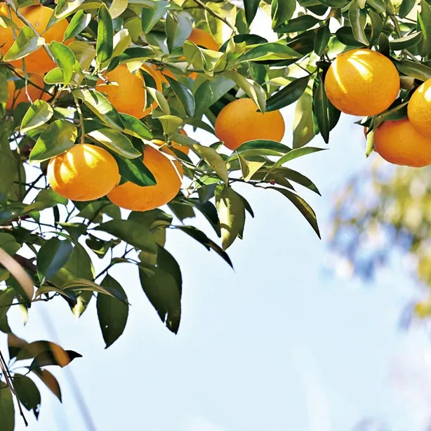 甘夏（あまなつ）