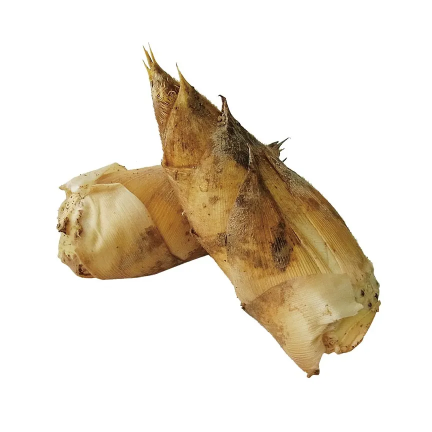 たけのこ（筍）