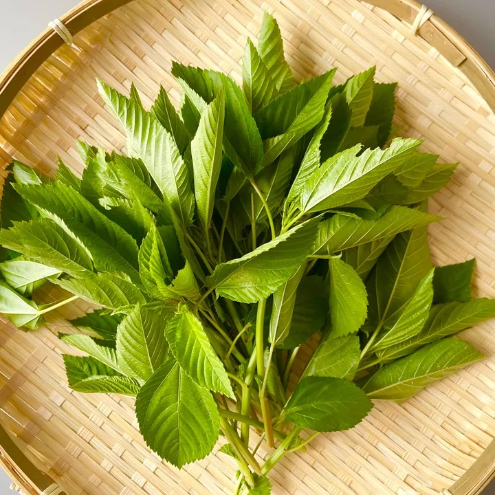 最強の夏野菜!「モロヘイヤ」の季節がやってきた
